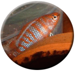 Badis