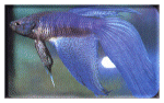 Betta Image