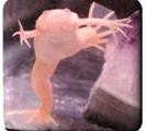 Frogs