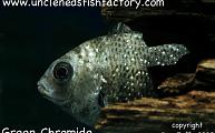 Assorted Cichlids