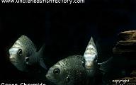 Assorted Cichlids
