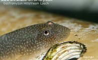 Uncle Ned's Barbs and Loaches