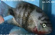 Black Belt Cichlid