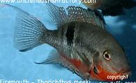 Thorichthys meeki - Firemouth