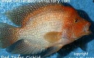 Red Texas Cichlid