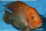 Red Texas Cichlid