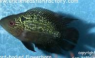 Short Bodied Flowerhorn Cichlid