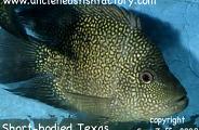 Short Bodied Texas Cichlid