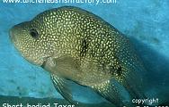 Short Bodied Texas Cichlid