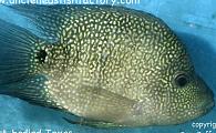 Short Bodied Texas Cichlid
