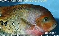 Synspilum Cichlid