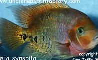 Synspilum Cichlid