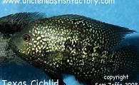 Texas Cichlid