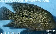 Texas Cichlid