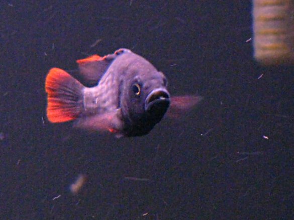 Pundamilia Macrocephala - Deepwater Black