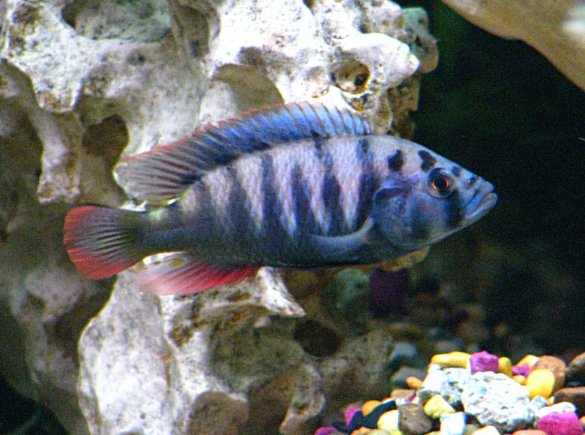 Pundamilia sp. Blue Bar Pundamilia sp. Blue Bar
