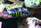 Deadman's Victorian Cichlids