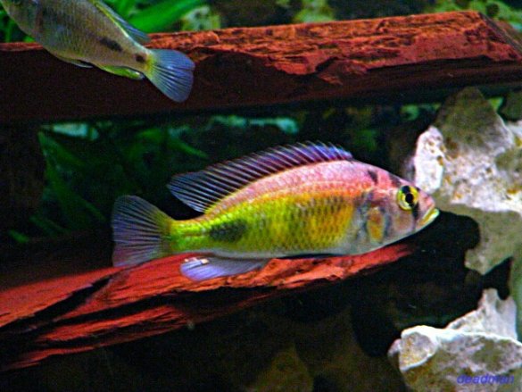 xystichromis sp. flameback kyoga - all red 