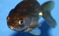 Black Ranchu