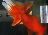 Butterfly Goldfish