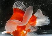 Butterfly Goldfish