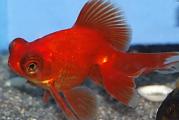 Butterfly Goldfish