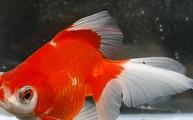 Butterfly Goldfish