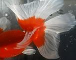 Butterfly Goldfish