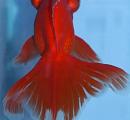 Butterfly Goldfish