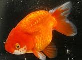 GOLDFISH