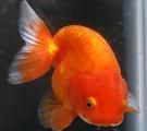Ranchu