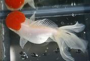 Red Cap Oranda