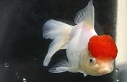 Red Cap Oranda