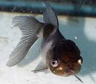 Panda Oranda