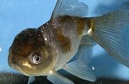 Panda Oranda