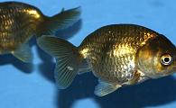Black Ranchu