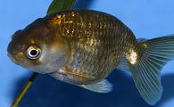Black Ranchu