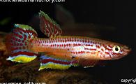 Killifish