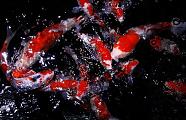 Feeding Koi Japanese Mix
