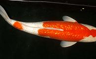Japanese Select GinRin Kohaku