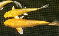 Japanese GinRin Ogon
