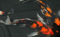 Japanese Select HiUtsuri Butterfly