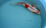 Domestic Koi Large