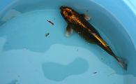 Domestic Koi Large