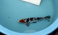 Sanke Koi
