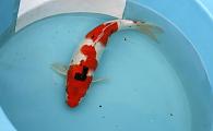 Domestic Koi Large
