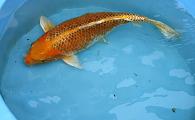 Domestic Koi Large