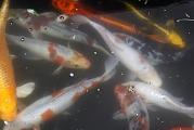 Domestic Koi Large