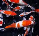 Japanese Select Sanke Kohaku