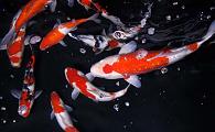 Japanese Koi - Kohaku Sanke
